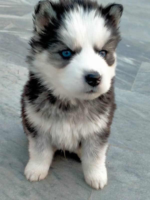 Siberian Husky Blue Eyed Male Puppies 5