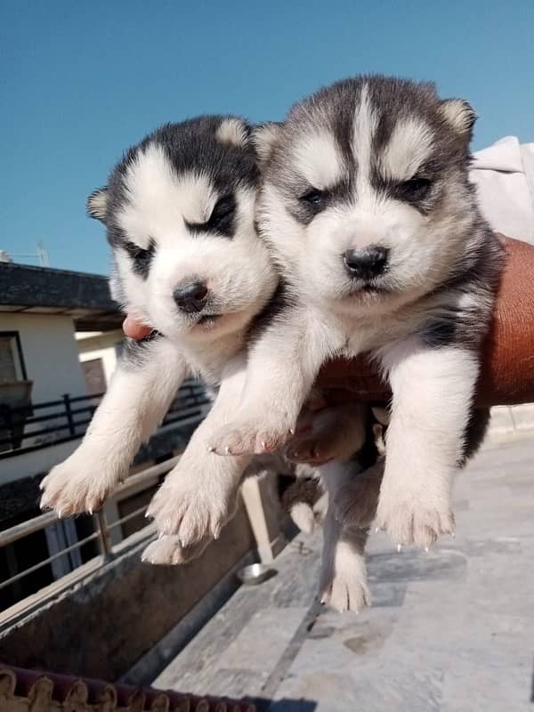 Siberian Husky Blue Eyed Male Puppies 6