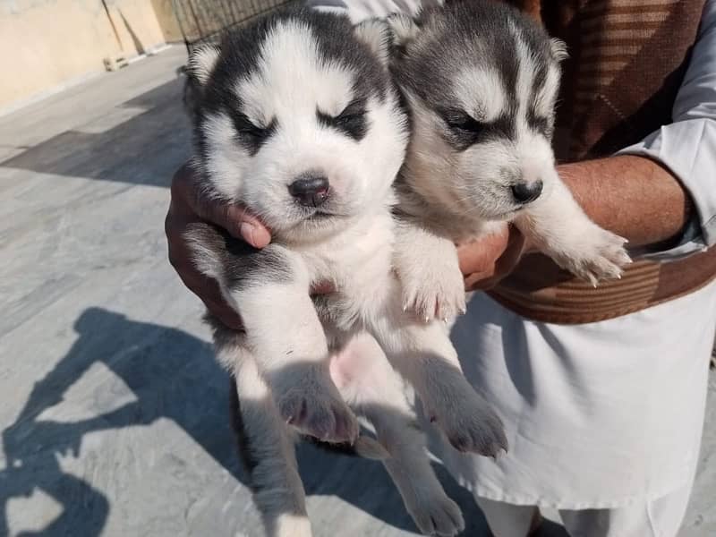 Siberian Husky Blue Eyed Male Puppies 7