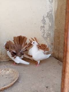 pigeon (3pc) full white with colorful tale