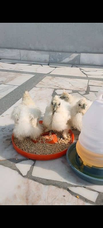 high quality white silkie chicks 0