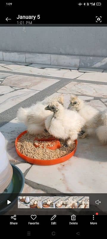 high quality white silkie chicks 1