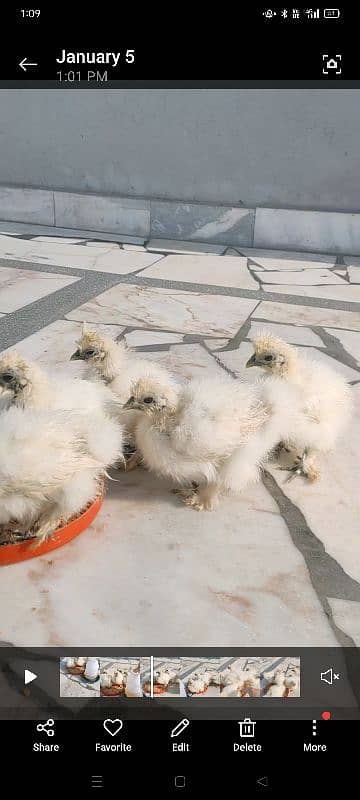 high quality white silkie chicks 2