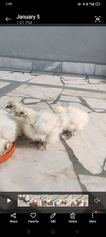 high quality white silkie chicks 3