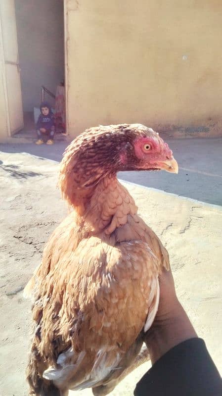 Aseel minawali breeding hens 0