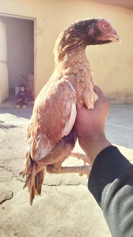 Aseel minawali breeding hens 1