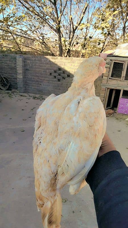 Aseel minawali breeding hens 2