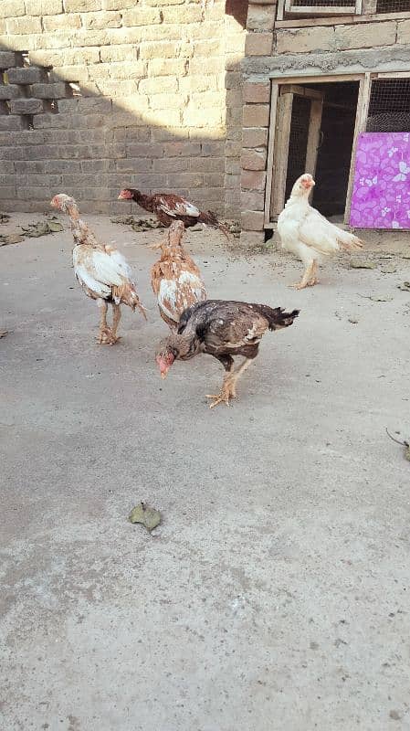 Aseel minawali breeding hens 3