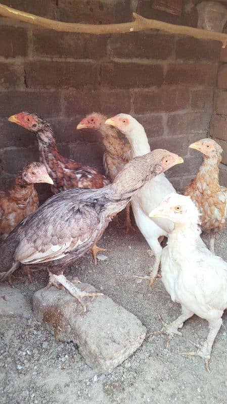 Aseel minawali breeding hens 4