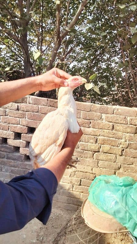 Aseel minawali breeding hens 5