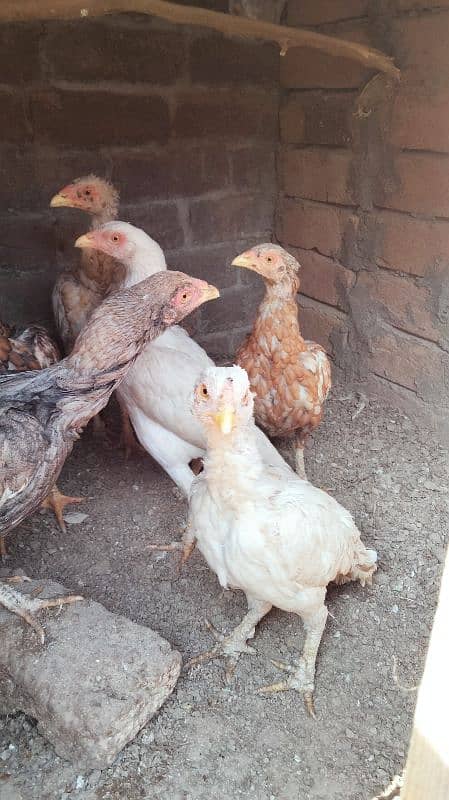 Aseel minawali breeding hens 6