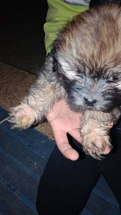 shihtzu  pappi available