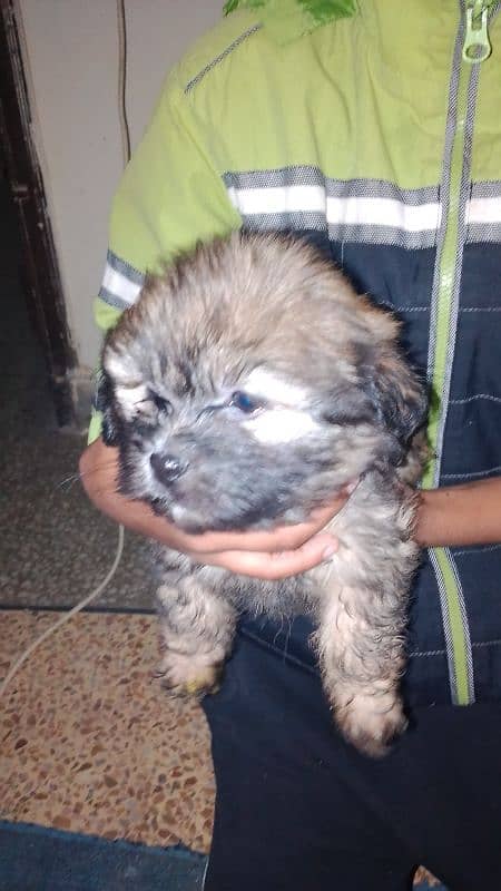 shihtzu  pappi available 1