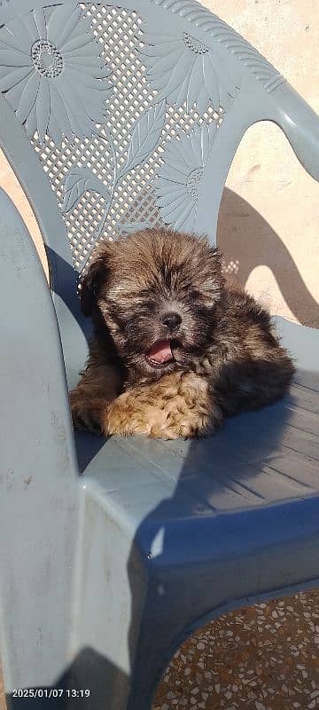 shihtzu  pappi available 2