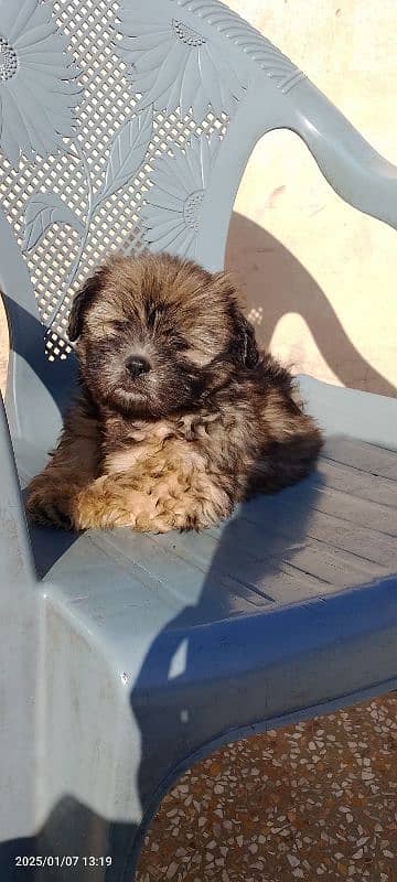 shihtzu  pappi available 3