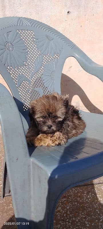 shihtzu  pappi available 4