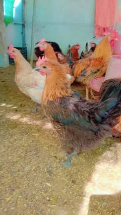 Egg laying Golden Misri females for sale