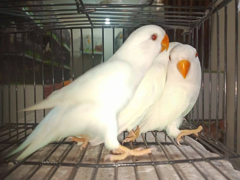 albino rozicole and Lutino red eyes 1