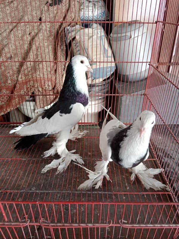 ghubara lakka Chandan chuha pair 1