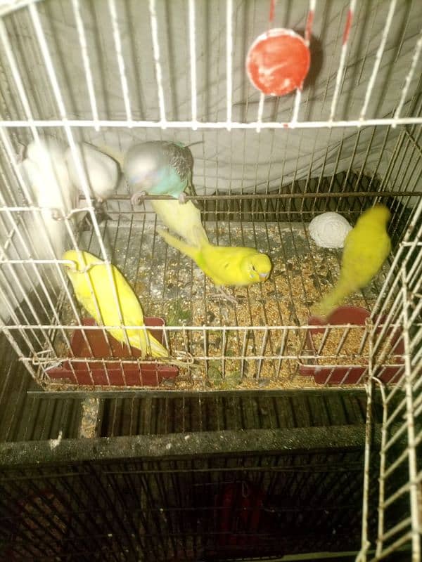 Budgies mix mutation for sale 5