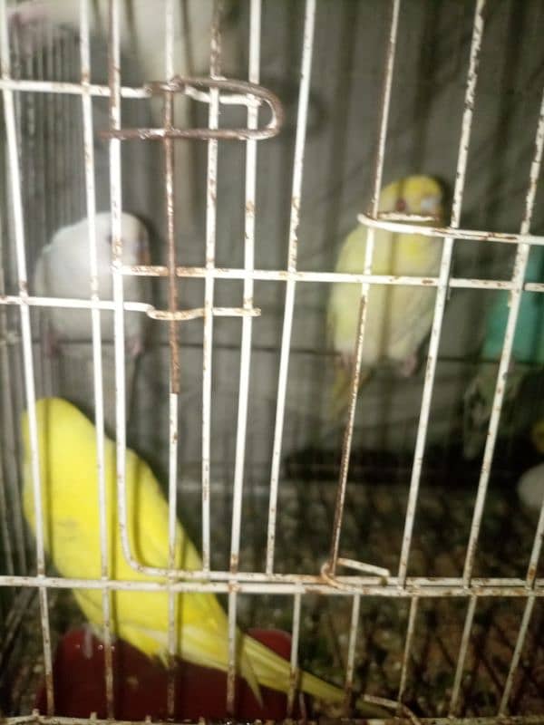 Budgies mix mutation for sale 6