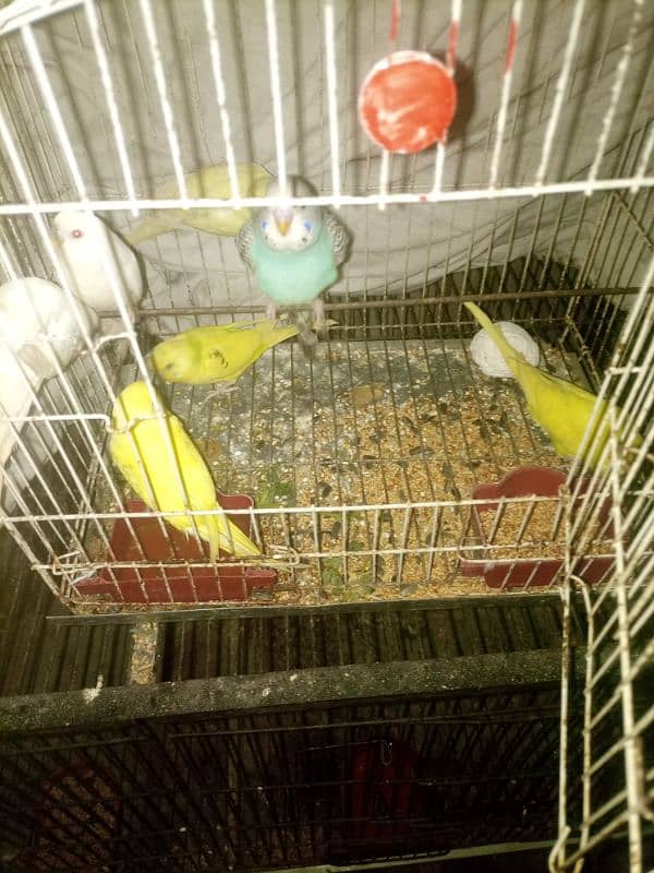 Budgies mix mutation for sale 7