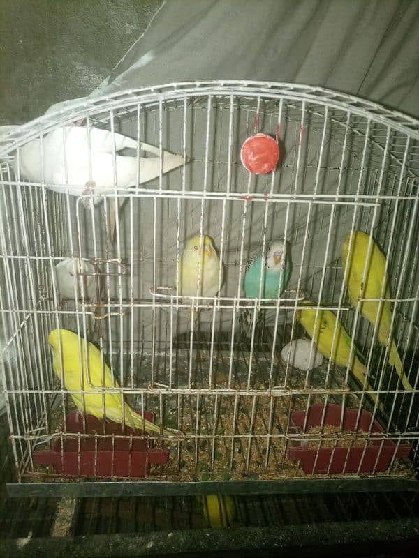 Budgies mix mutation for sale 8