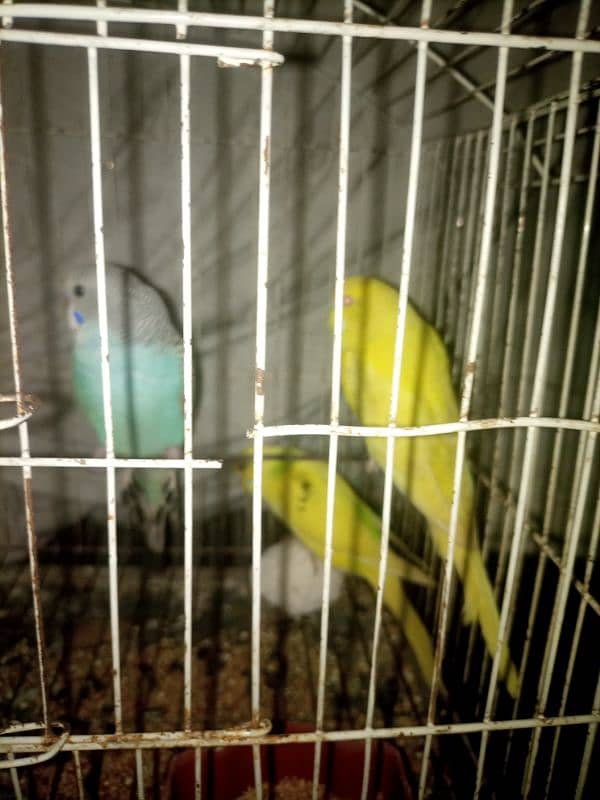 Budgies mix mutation for sale 9