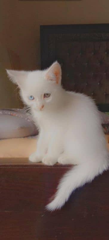 persian kitten odd eyes 1