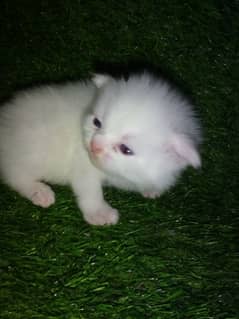 cat persian long cod blue eyes for sale only serious buyers contact