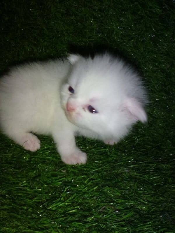 cat persian long cod blue eyes for sale only serious buyers contact 0