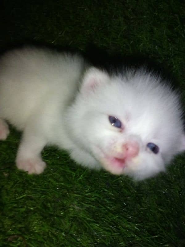 cat persian long cod blue eyes for sale only serious buyers contact 1