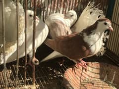 fance pigeon for sale