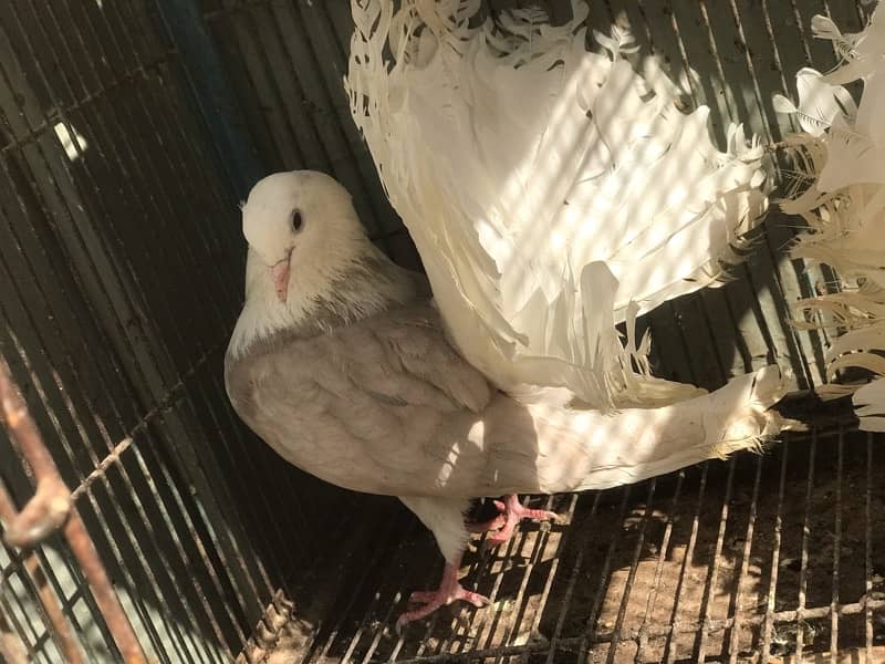 fance pigeon for sale 2