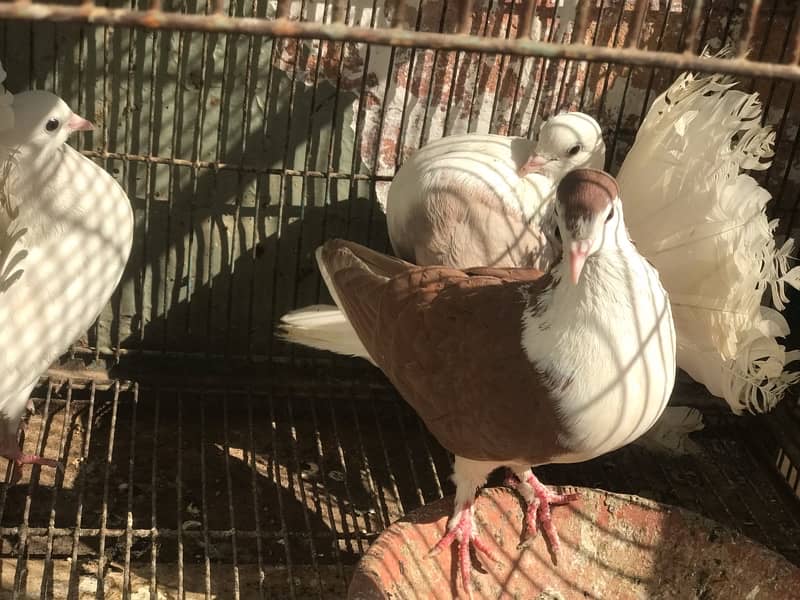 fance pigeon for sale 3