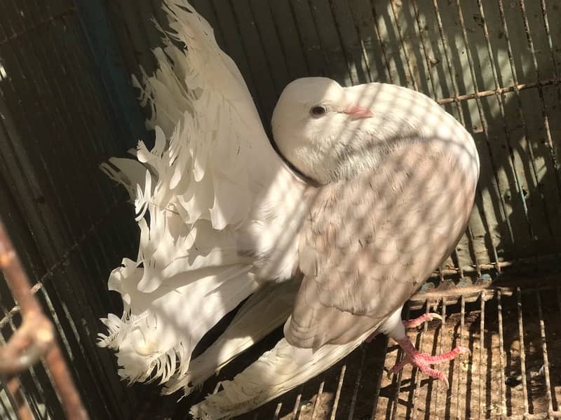 fance pigeon for sale 5