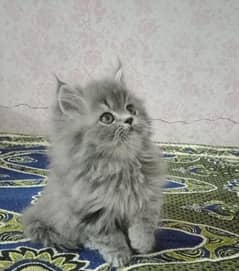 tripple coated persian kittens available