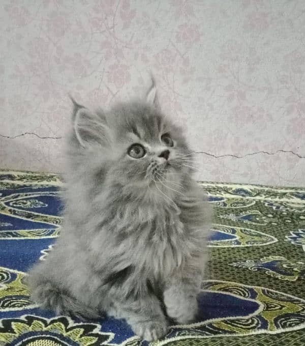 tripple coated persian kittens available 0