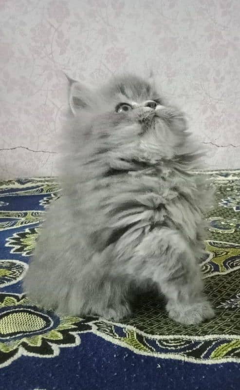 tripple coated persian kittens available 1