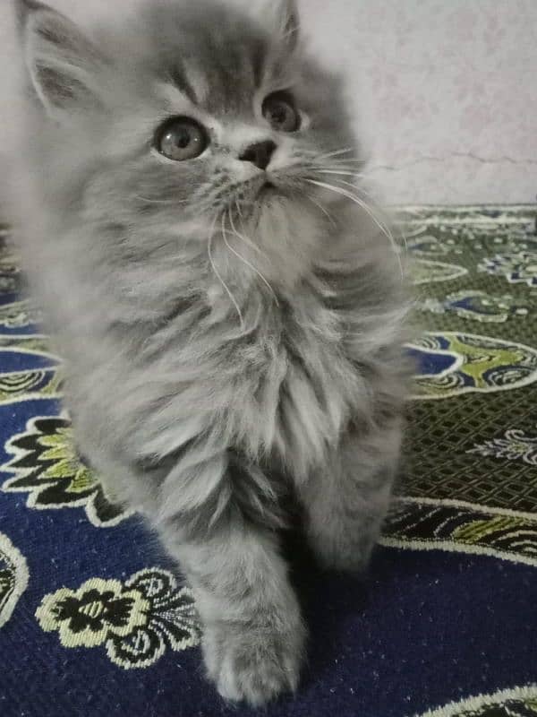 tripple coated persian kittens available 2