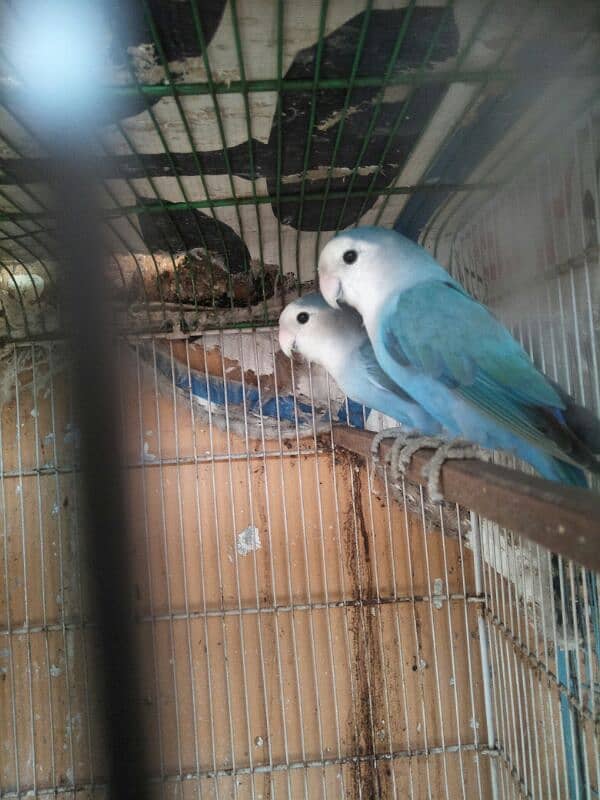 blue white face lovebird breeder pair 0