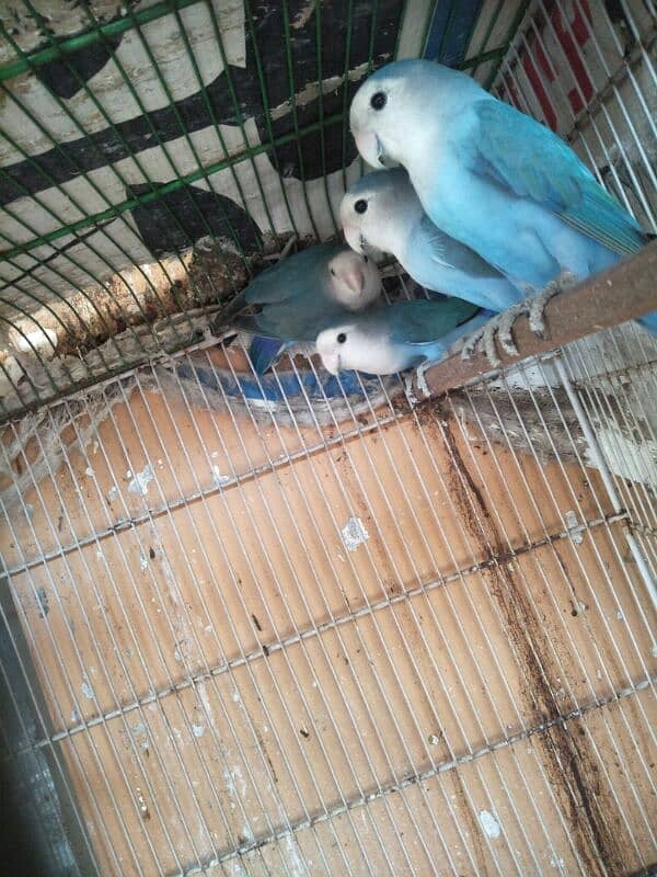 blue white face lovebird breeder pair 1