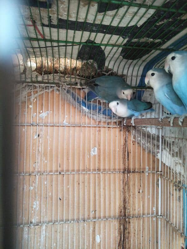 blue white face lovebird breeder pair 2