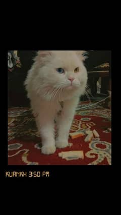 Male cat adult  2 eye shades in Jalal pur sobtian or kawankh