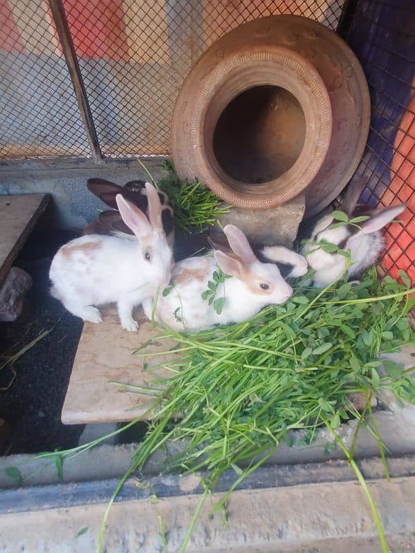 rabbits 2 weeks old , 1 month old and 2 months old 0