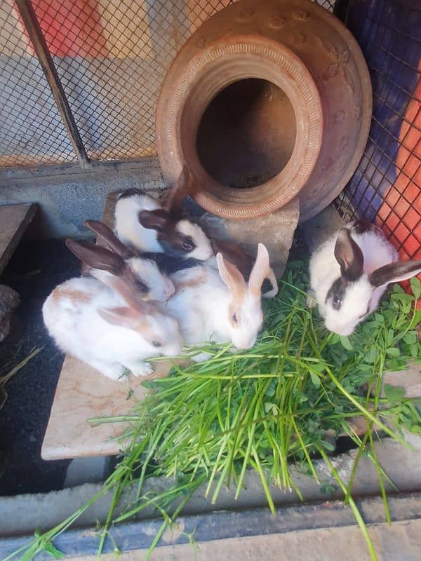 rabbits 2 weeks old , 1 month old and 2 months old 1