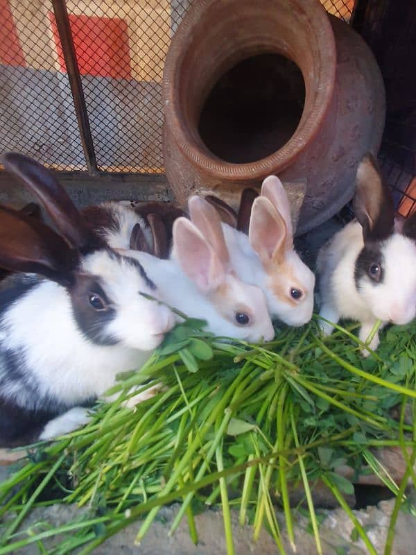 rabbits 2 weeks old , 1 month old and 2 months old 2