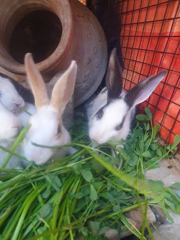 rabbits 2 weeks old , 1 month old and 2 months old 4