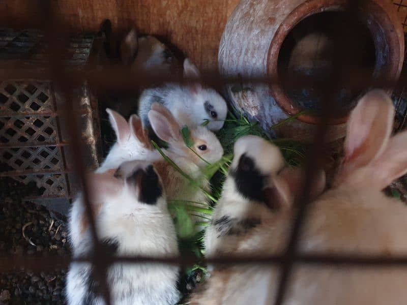 rabbits 2 weeks old , 1 month old and 2 months old 6