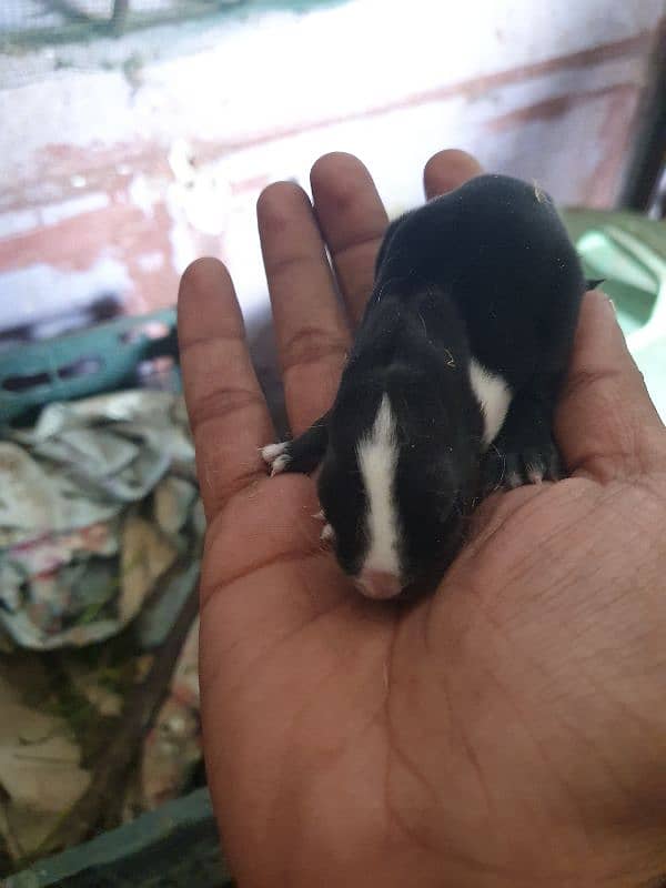 rabbits 2 weeks old , 1 month old and 2 months old 8